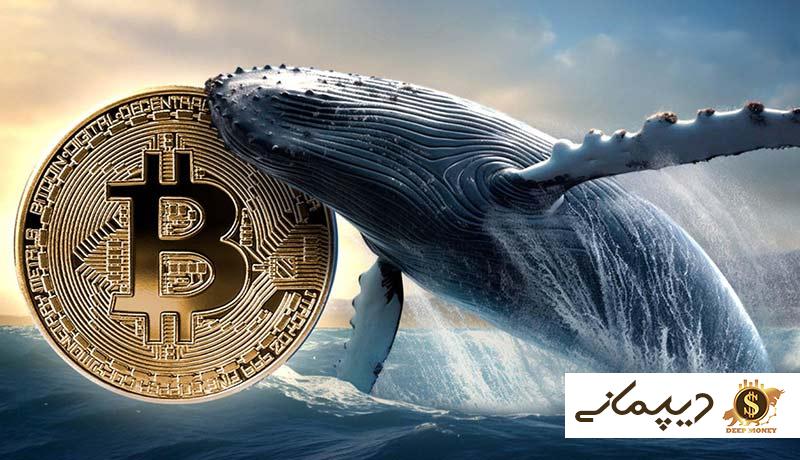 خرید ۱۴۰ هزار بیت‌ کوین دیگر توسط نهنگ‌های بازار تنها در ۳ هفته!